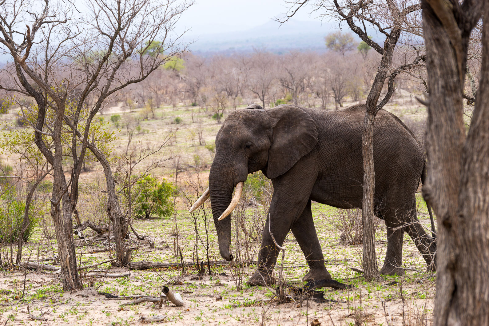 20161113 153112 Elefant